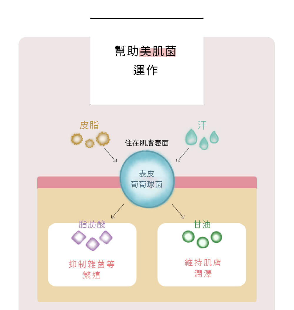 幫助美肌菌運作 養成菌叢的自然保濕力